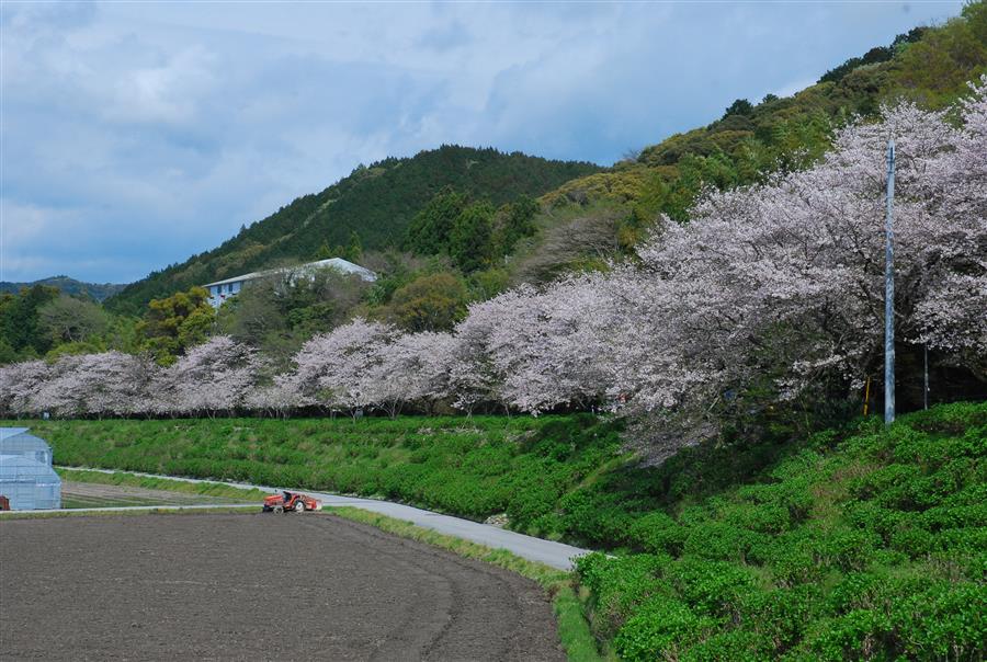 香南市野市町父養寺