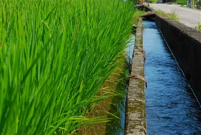 水路と稲