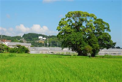水田と木