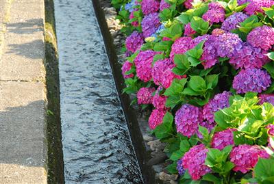 アジサイと水路