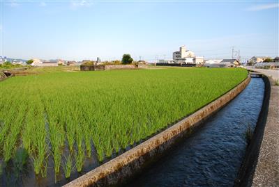 水路と水田