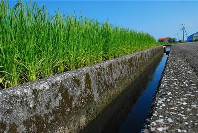 水路と水田